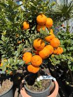 Aanbieding citrus boompjes, Ophalen, Zomer, Overige soorten, Volle zon