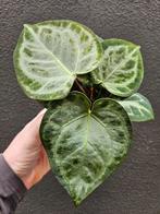 Anthurium Silver Blush p12 (7)