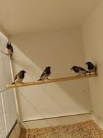 Diverse Japanse meeuwtjes Japanse meeuwen, Dieren en Toebehoren, Meerdere dieren, Tropenvogel