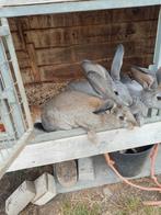 Vlaamse reus voedster, Dieren en Toebehoren, Konijnen, Vrouwelijk, Groot, 0 tot 2 jaar