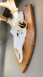 Prachtig Gewei van een Hert, Ophalen of Verzenden, Gebruikt, Hert, Gewei of Kop