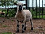 Hampshire Down ram, Dieren en Toebehoren, Schapen, Geiten en Varkens, Schaap, Mannelijk