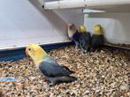 4 jonge fischeri violet yellow face opaline agapornis, Dieren en Toebehoren, Vogels | Parkieten en Papegaaien, Geslacht onbekend