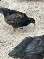 Hennen Barnevelder en Australorp, Dieren en Toebehoren, Pluimvee, Vrouwelijk, Kip
