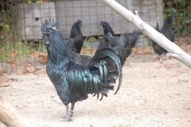 BROEDEIEREN AYAM CEMANI, Dieren en Toebehoren, Pluimvee, Kip, Geslacht onbekend