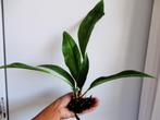 Anthurium Schlechtendalii, Overige soorten, Minder dan 100 cm, Bloeiende kamerplant, Halfschaduw