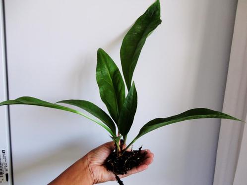 Anthurium Schlechtendalii, Huis en Inrichting, Kamerplanten, Overige soorten, Minder dan 100 cm, Bloeiende kamerplant, Halfschaduw
