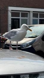 Gezocht baby papagei grijs, Dieren en Toebehoren, Vogels | Parkieten en Papegaaien, Papegaai