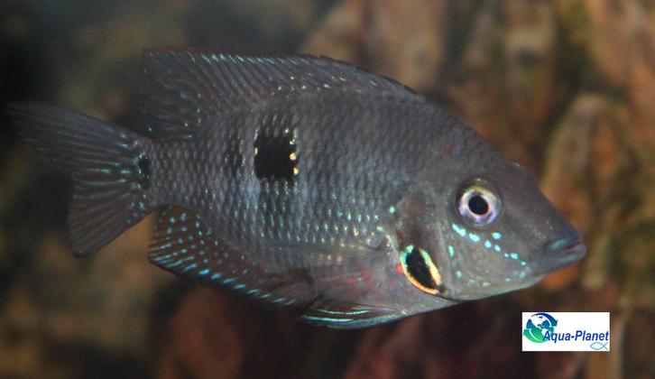 Vuurkeel Cichlide, Dieren en Toebehoren, Vissen | Aquariumvissen, Zoetwatervis, Vis