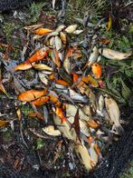 Goudvissen, Dieren en Toebehoren, Goudvis(sen)