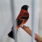 Kapoetsensijzen, Mannelijk, Geringd