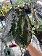 Alocasia Green unicorn knol, Overige soorten, In pot, Minder dan 100 cm, Bloeiende kamerplant
