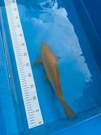 Tosai jumbo chagoi, Dieren en Toebehoren, Vissen | Vijvervissen, Karper of Koi