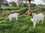 2 boergeiten te koop., Dieren en Toebehoren, Schapen, Geiten en Varkens, Vrouwelijk, Geit