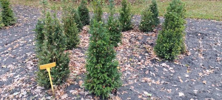 Taxus baccata, Venijnboom, Tuin en Terras, Planten | Struiken en Hagen, Haag, Taxus, Minder dan 100 cm, Ophalen