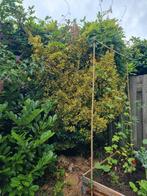 Euonymus japonicus Japanse Spindle Japanese, Tuin en Terras, Ophalen, Halfschaduw, Overige soorten, 100 tot 250 cm