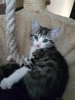 3 lieve kittens, Dieren en Toebehoren, Katten en Kittens | Overige Katten, Meerdere dieren, Kortharig, 0 tot 2 jaar