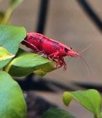 Neocaridina– Red Fire High Grade🦐🦐 ACTIE!!! 🦐🦐, Kreeft, Krab of Garnaal, Zoetwatervis, Schoolvis