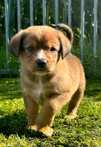 Tollenbucher pups F1 met stamboom!, Nederland, Overige rassen, CDV (hondenziekte), 8 tot 15 weken