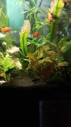 Black molly's, Vis, Zoetwatervis, Schoolvis