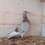 Rode postduif doffer uit 2024, Dieren en Toebehoren, Vogels | Duiven, Mannelijk, Postduif