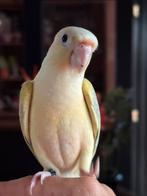 Mooncheek pyrrhura en grasparkiet!, Dieren en Toebehoren, Vogels | Parkieten en Papegaaien, Meerdere dieren, Parkiet, Tam