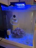 Zee aquarium. Met inhoud. Reef 60 blue marine, Dieren en Toebehoren, Vissen | Aquaria en Toebehoren, Ophalen, Zo goed als nieuw