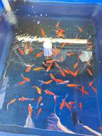 Sarasa 10-12 cm slechts 2,25 pst, Dieren en Toebehoren, Vissen | Vijvervissen, Goudvis(sen)