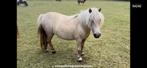 Palomino merrie, Dieren en Toebehoren, Merrie