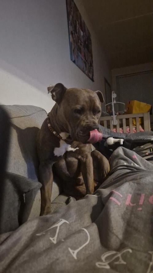 Bully pocket dek reu NIET TE KOOP, Dieren en Toebehoren, Honden | Bulldogs, Pinschers en Molossers, Reu, Particulier, Eén hond