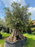Super dikke olijfboom olea europae/ prachtige dikke stam, Tuin en Terras, Planten | Bomen, 100 tot 250 cm, Olijfboom, Zomer, Ophalen