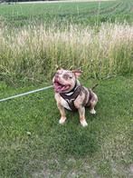 Bully, België, Particulier, Reu, 1 tot 2 jaar