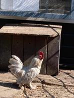 Ukkelse Baardkriel, Dieren en Toebehoren, Pluimvee, Mannelijk, Kip