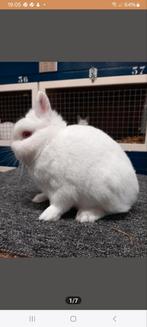 Te koop 2 prachtige Pool roodoog rammen, Dieren en Toebehoren, Mannelijk, Dwerg, 0 tot 2 jaar