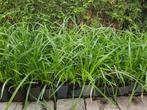 Carex morrowi irish green/ Japanse zegge, Tuin en Terras, Planten | Tuinplanten, Ophalen, Bodembedekkers, Vaste plant, Halfschaduw
