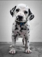 Super lieve sociale dalmatierpups, Dieren en Toebehoren, Honden | Beagles, Bassets en Lopende honden, Rabiës (hondsdolheid), Meerdere