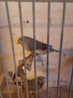 Zebravinken (broed 2025), Dieren en Toebehoren, Vogels | Overige Vogels, Meerdere dieren, Tropenvogel