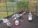 2 paar de allermooiste en grootste Kalkoenen ! Kalkoen fors, Dieren en Toebehoren, Pluimvee, Meerdere dieren, Kalkoen