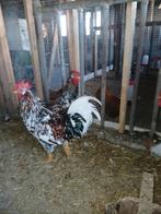 4 mooie grote bloemenkip hanen, Dieren en Toebehoren, Mannelijk, Kip