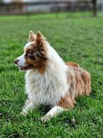 Australian shepherd dekreu aangeboden, Dieren en Toebehoren, Honden | Herdershonden en Veedrijvers, Reu, Eén hond, 3 tot 5 jaar