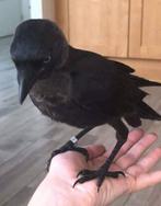 Gevonden: Kauw, Kauwtje, kraai, Mannelijk, Wildzangvogel, Geringd