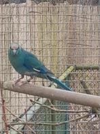 Kakariki's, Meerdere dieren, Parkiet