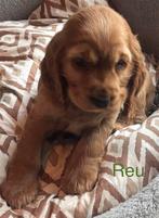 Prachtige Engelse Cocker Spaniel pup abricot, Dieren en Toebehoren, CDV (hondenziekte), 8 tot 15 weken, Meerdere, Meerdere dieren