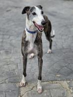 ACE: Montesa is een rustige en vriendelijke dame, Dieren en Toebehoren, 6 jaar of ouder, Particulier, Rabiës (hondsdolheid), Galgo