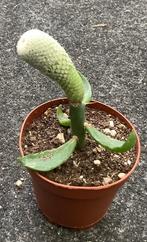 Cactus, Epithelantha, Ophalen of Verzenden, Cactus, Volle zon, Minder dan 100 cm