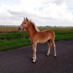 Haflinger hengstveulen, Dieren en Toebehoren, Pony's, Hengst, Niet van toepassing, A pony (tot 1.17m), 0 tot 2 jaar