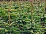 Kerstbomen fijnspar nordman, Overige soorten, Ophalen, 100 tot 250 cm