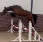 2 Mooie tweeëneenhalf jarige merries, Dieren en Toebehoren, Paarden, Springpaard, Gechipt, Ruin, 3 tot 6 jaar