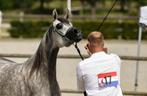3 jarige Arabisch volbloed merrie te koop., Dieren en Toebehoren, Paarden, Merrie, Minder dan 160 cm, Gechipt, Niet van toepassing