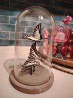Stolp met 2 prachtige vlinders. Vlinder taxidermie, Ophalen of Verzenden, Zo goed als nieuw, Insect, Opgezet dier